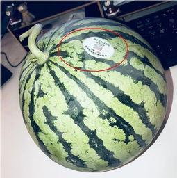 网红塌方吃瓜,揭秘网络红人背后的真相与教训